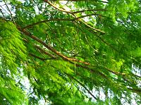 c2638 tree